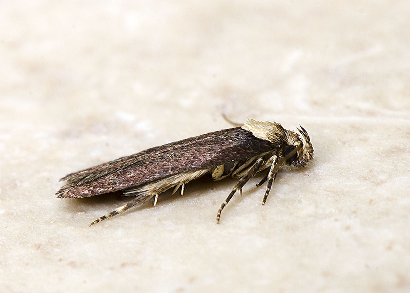 Elachistidae - Depressaria depressana